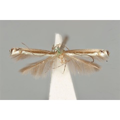 /filer/webapps/moths_gc/media/images/F/fluorescens_nereis_Acrocercops_ST_ANIC31-087240_dorsal.jpg