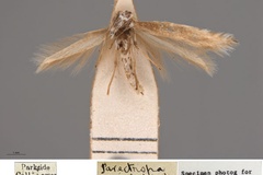 Parectopa clethrata