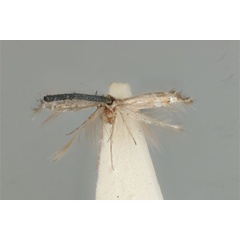 /filer/webapps/moths_gc/media/images/A/acares_Aristaea_ST_ANIC31-076453_dorsal.jpg