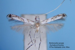 Borboryctis euryae
