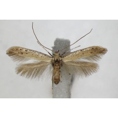 /filer/webapps/moths_gc/media/images/T/tringipennella_Aspilapteryx_A_ZSM_2.jpg