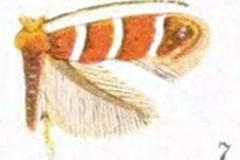 Cameraria obstrictella