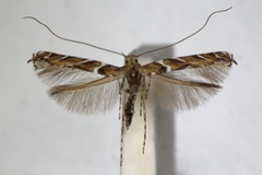 Acrocercops brongniardella