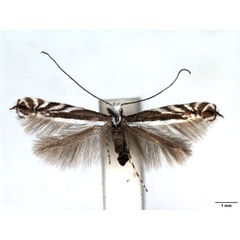 /filer/webapps/moths_gc/media/images/K/kolariella_Micrurapteryx_A_WJDP.jpg