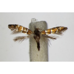 /filer/webapps/moths_gc/media/images/S/stettinensis_Phyllonorycter_A_ZSM_2.jpg