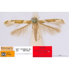 /filer/webapps/moths_gc/media/images/E/enchlamyda_Acrocercops_ST2_ANIC.jpg
