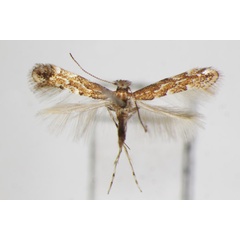 /filer/webapps/moths_gc/media/images/C/carpini_Phyllonorycter_A_ZSM_2.jpg