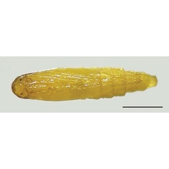 /filer/webapps/moths_gc/media/images/B/baranchikovi_Micrurapteryx_Pupa__Kirichenko-et-al_2021_147.jpg