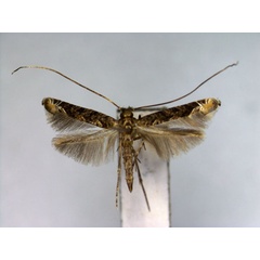 /filer/webapps/moths_gc/media/images/Y/yakusimensis_Callicercops_PT_EIHU.jpg