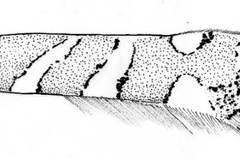 Cameraria melhaniella