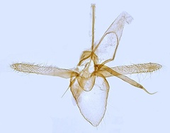 /filer/webapps/moths_gc/media/images/O/oxyacanthae_Phyllonorycter_GM_Hall.jpg