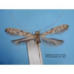 /filer/webapps/moths_gc/media/images/P/pulverea_Caloptilia_HT_EIHU.jpg