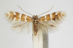 /filer/webapps/moths_gc/media/images/E/emberizaepennella_Phyllonorycter_A_ZSM_4.jpg