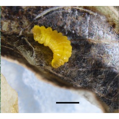 /filer/webapps/moths_gc/media/images/R/riparia_Cameraria_larva6_Sawada-etal_2024_188.jpg