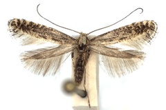 Parornix carpinella
