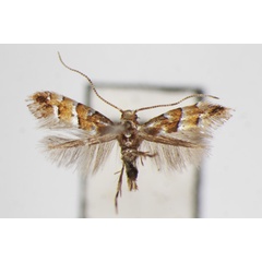 /filer/webapps/moths_gc/media/images/V/viburni_Phyllonorycter_A_ZSM.jpg