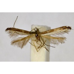 /filer/webapps/moths_gc/media/images/A/australis_Epicephala_A_BMNH(E)-1055705.jpg