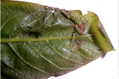 Caloptilia roscipennella