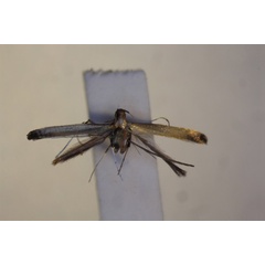 /filer/webapps/moths_gc/media/images/C/callichora_Caloptilia_ST_BMNH-(E)-1410757_BMNH.jpg