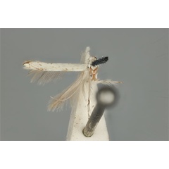 /filer/webapps/moths_gc/media/images/H/habrophanes_Cuphodes_PLT_ANIC31-053584_dorsal.jpg