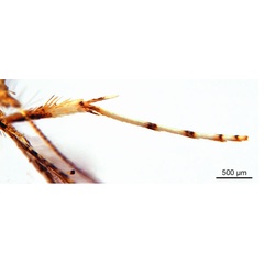 /filer/webapps/moths_gc/media/images/P/panconita_Murwillumba_AF_A14_leg_De-Prins-et-al_2026_299.jpg