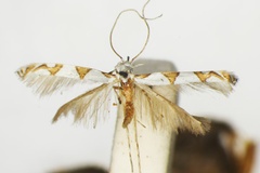 Acrocercops nolckeniella