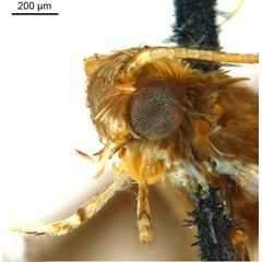 /filer/webapps/moths_gc/media/images/L/leucographa_Parectopa_HT_head2_ANIC.jpg