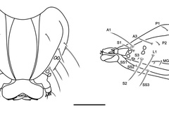 Atacamaptilia ambrosiavora