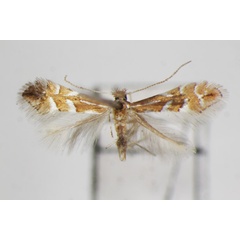 /filer/webapps/moths_gc/media/images/T/turugisana_Phyllonorycter_A_ZSM.jpg