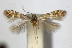 Phyllonorycter watanabei