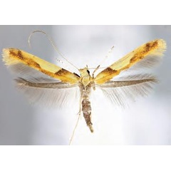 /filer/webapps/moths_gc/media/images/H/honoratella_Caloptilia_Plant_2022_24.jpg