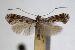 Parornix tenella