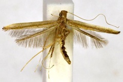 Caloptilia iselaea