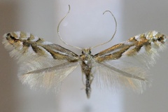 Phyllonorycter maestingella