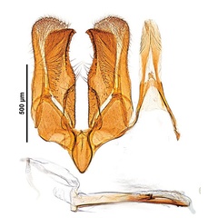 /filer/webapps/moths_gc/media/images/O/occulta_Micrurapteryx_GM_Kirichenko-et-al_2016_117_36.jpg