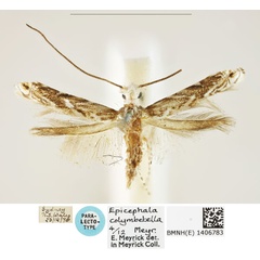 /filer/webapps/moths_gc/media/images/C/colymbetella_Epicephala_PLT_BMNH_1406783.jpg