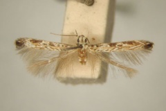 Stomphastis eugrapta