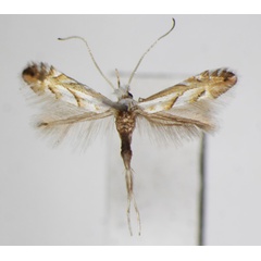 /filer/webapps/moths_gc/media/images/N/nigristella_Phyllonorycter_A_ZSM_2.jpg