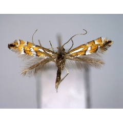 /filer/webapps/moths_gc/media/images/A/aino_Phyllonorycter_A_EIHU.jpg