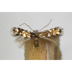 /filer/webapps/moths_gc/media/images/Q/quinqueguttella_Phyllonorycter_A_ZSM.jpg