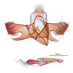 /filer/webapps/moths_gc/media/images/M/melanoxyla_Parectopa_HT_GM_ANIC.jpg