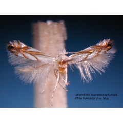 /filer/webapps/moths_gc/media/images/L/leucocorona_Phyllonorycter_HT_EIHU.jpg