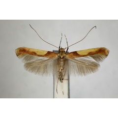 /filer/webapps/moths_gc/media/images/M/monspessulanella_Caloptilia_ST_ZSM.jpg