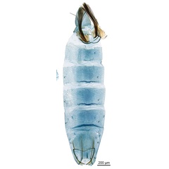 /filer/webapps/moths_gc/media/images/G/gunniella_Neurostrota_A167_GM_abdomen_ANIC.jpg