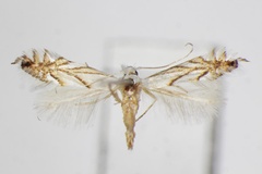 Phyllonorycter leucocorona