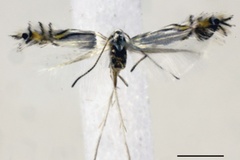 Phyllocnistis verae