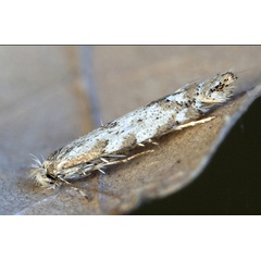 /filer/webapps/moths_gc/media/images/A/apparella_Phyllonorycter_A_Knyazev-et-al_2018_265.jpg