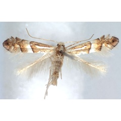 /filer/webapps/moths_gc/media/images/A/acutissimae_Phyllonorycter_A_WJDP.jpg