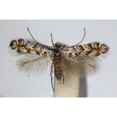 /filer/webapps/moths_gc/media/images/H/helianthemella_Triberta_A_ZSM_4.jpg