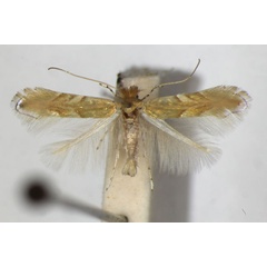 /filer/webapps/moths_gc/media/images/E/extincta_Phyllonorycter_PT_ZSM_3.jpg